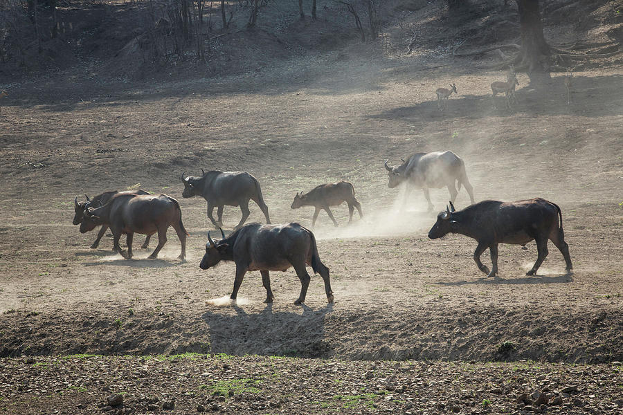 Cape Buffalo Herd Photograph by Fran Gallogly