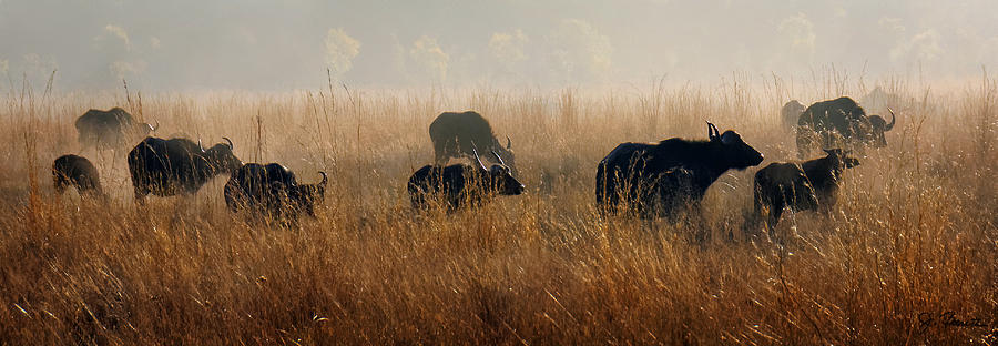 Cape Buffalo Herd Photograph by Joe Bonita