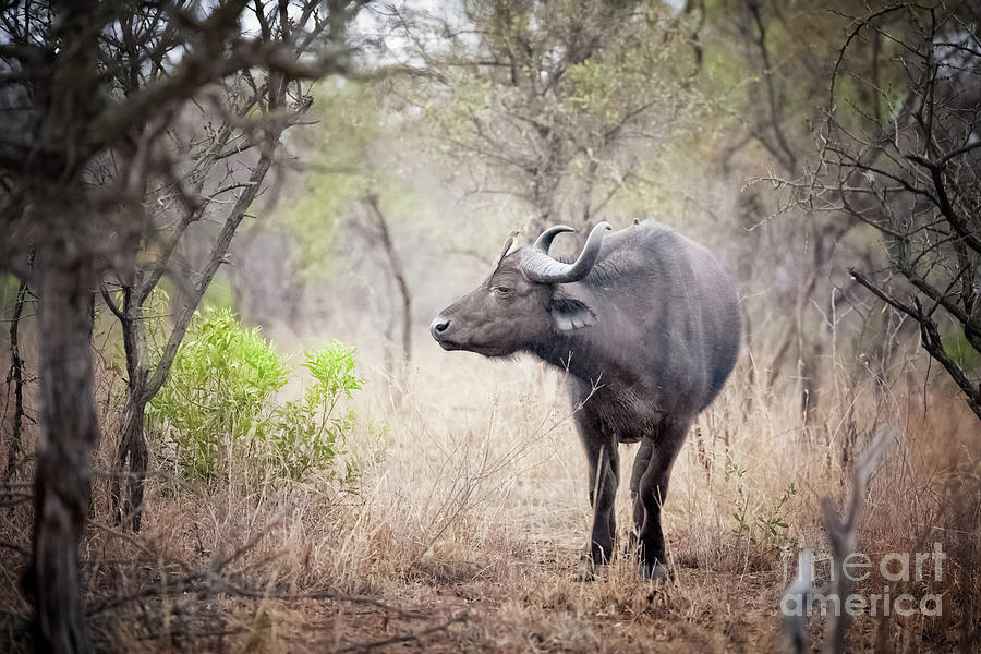 Cape buffalo in a clearing Photograph by Jane Rix