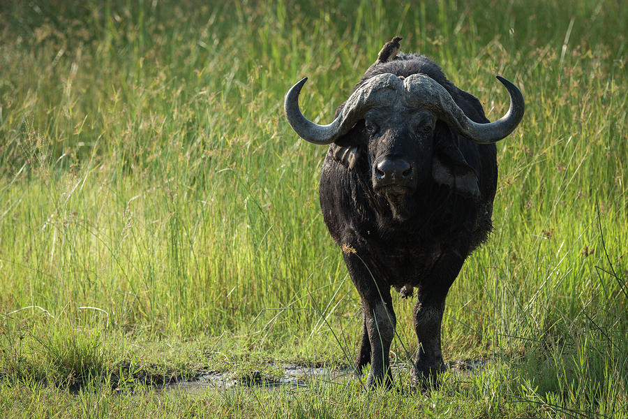 Cape buffalo in long grass facing camera Photograph by Ndp - Fine Art ...