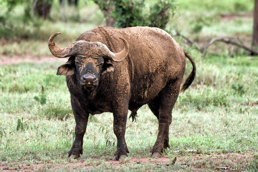 Cape buffalo in Serengeti Photograph by RicardMN Photography