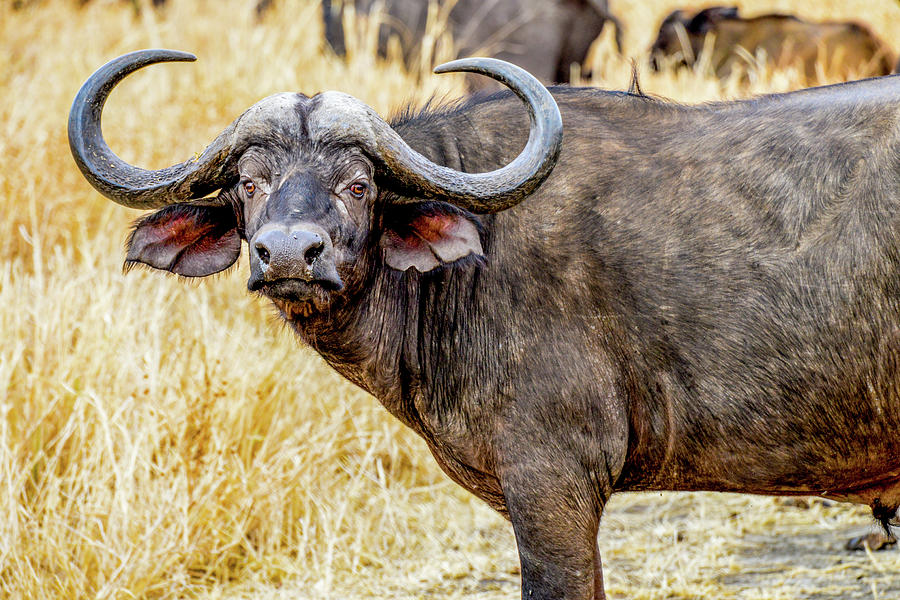 Cape Buffalo in Tarangire National Park Photograph by Marilyn Burton