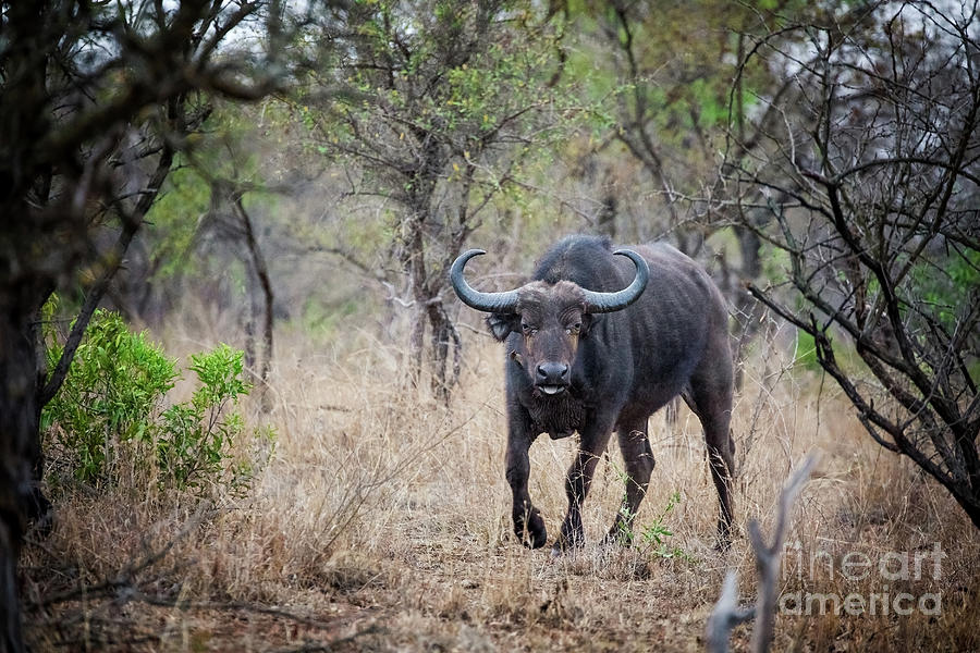 Cape buffalo Photograph by Jane Rix