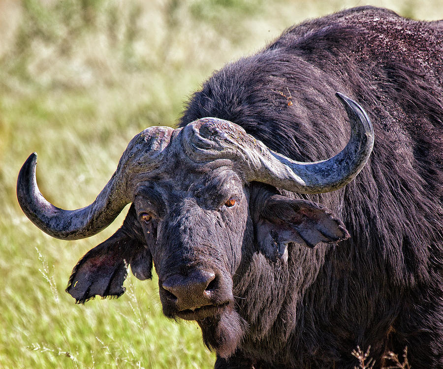 Cape Buffalo Photograph By Murdoch Campbell