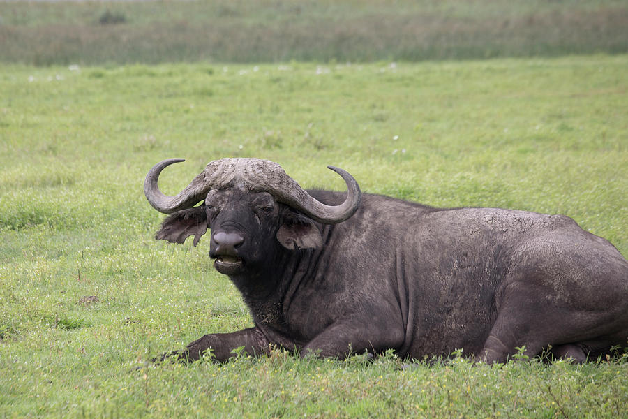Cape buffalo, Ngorongoro Crater, Tanzania Photograph by Karen Foley