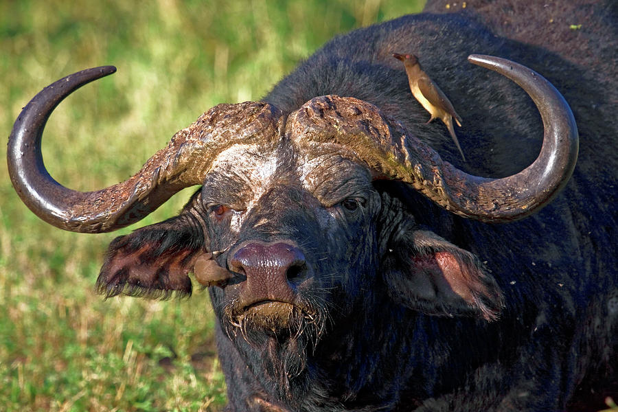 Cape Buffalo Portrait Photograph by Sally Weigand