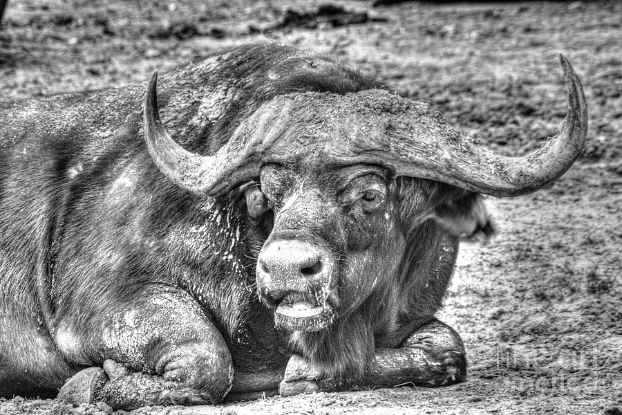 Cape Buffalo Photograph by Steven Parker