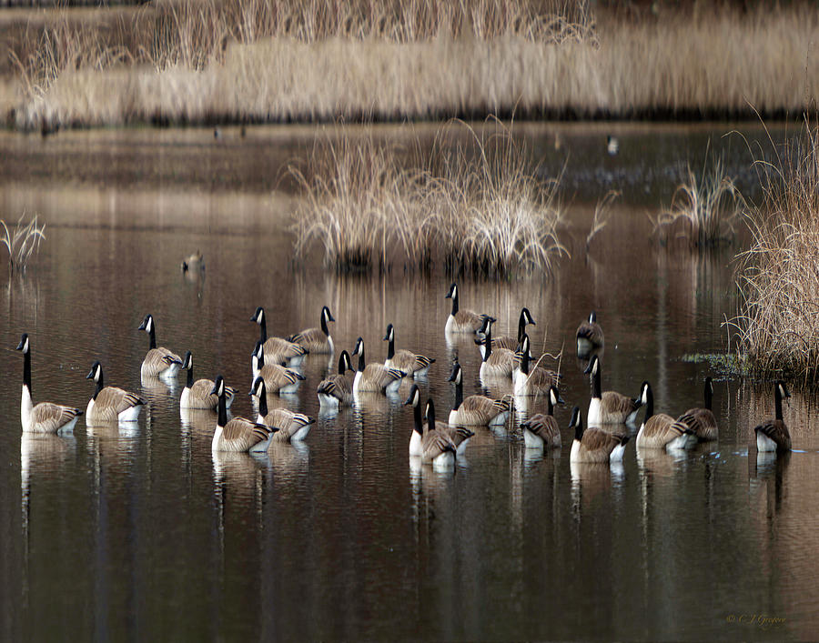 Cape Cod Americana Canada Geese Photograph by Constantine Gregory