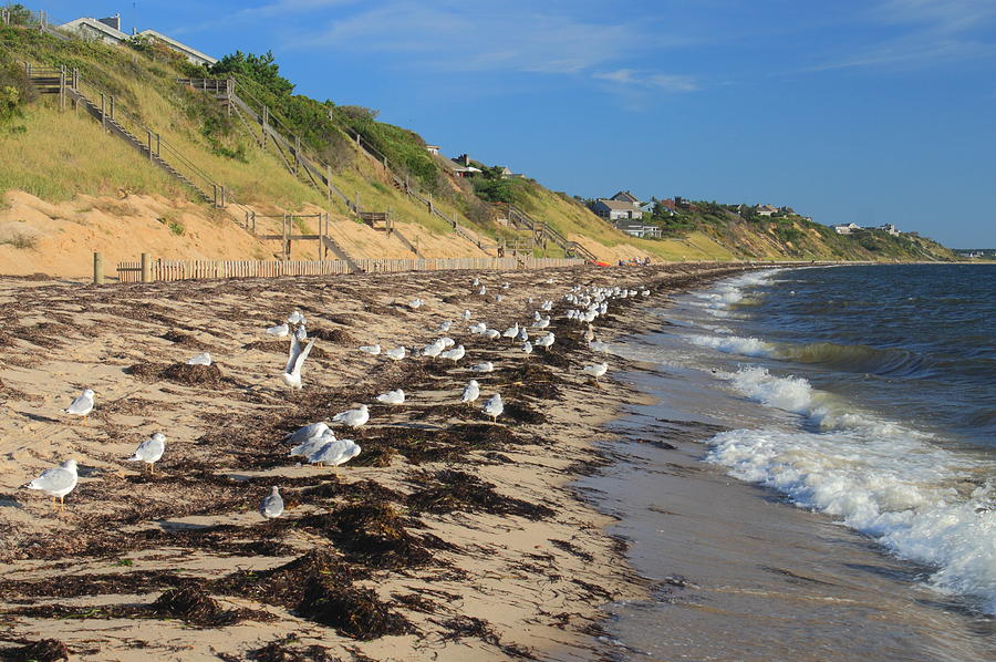 Cape Cod Bay Beach and Gulls Truro  Photograph by John Burk