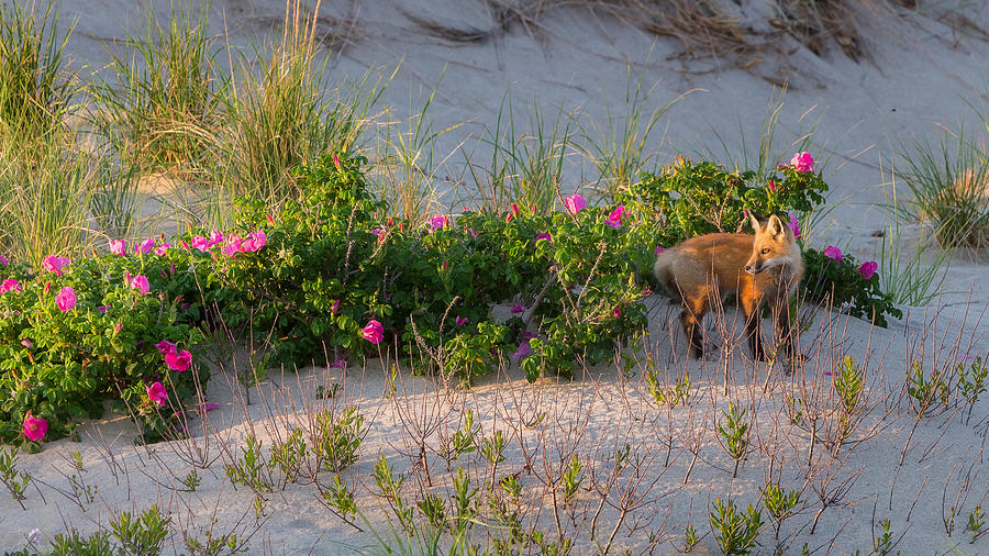 Fox Photograph - Cape Cod Beach Fox by Bill Wakeley