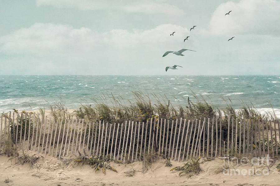 Bird Photograph - Cape Cod Beach Scene by Juli Scalzi
