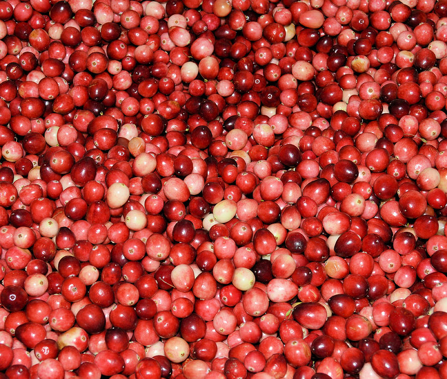 Cape Cod Cranberries Photograph by Charles HALL