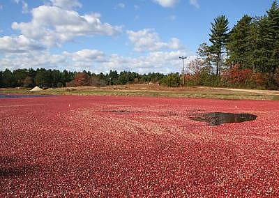 Cape Cod Cranberries Photograph by Tara Corbett - Fine Art America