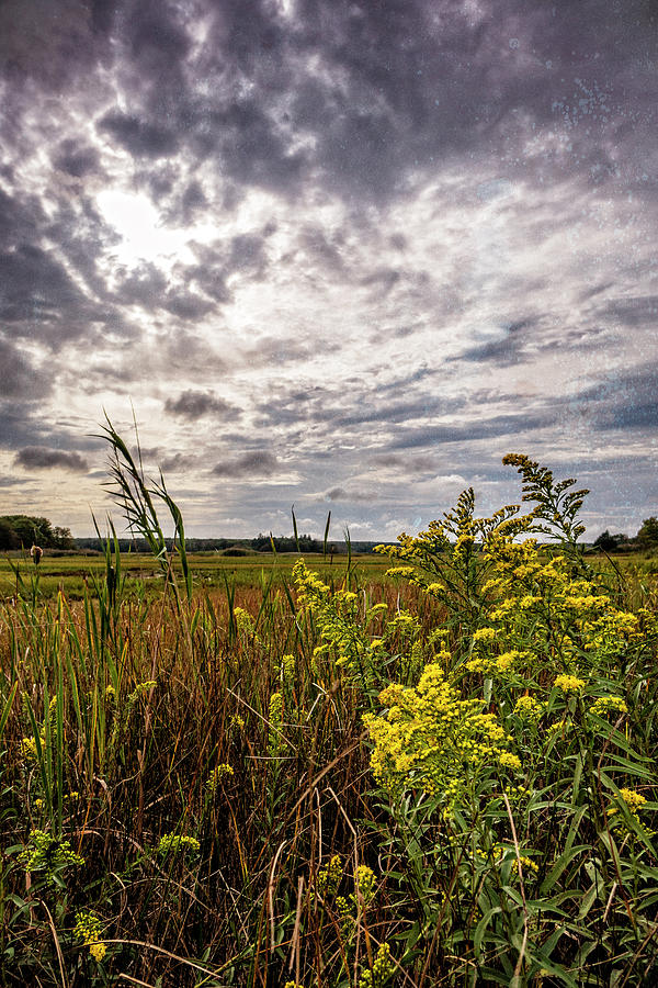 Cape Cod Marsh 4 Photograph by Frank Winters