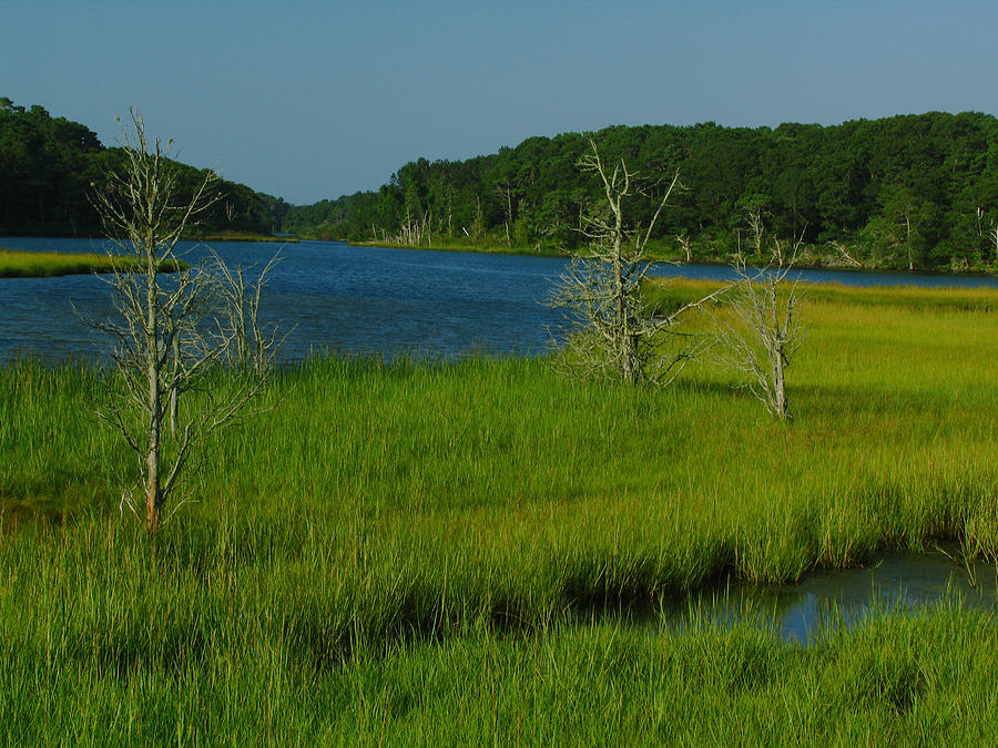Cape Cod Muddy Creek Photograph by Juergen Roth