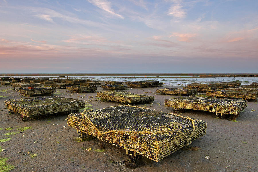 Cape Cod Oyster Cases and Beds Photograph by Juergen Roth