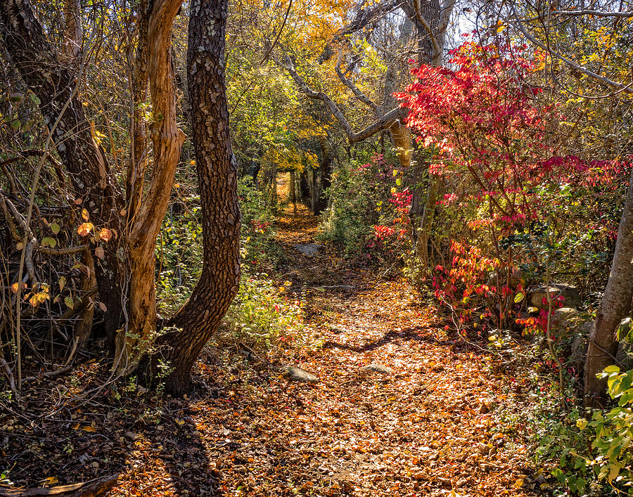 Cape Cod Path Photograph by Frank Winters