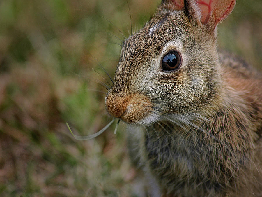 Cape Cod Rabbit Photograph by Phil Cardamone
