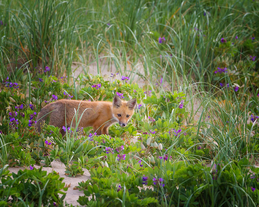 Cape Cod Red Fox Kit Photograph by Bill Wakeley