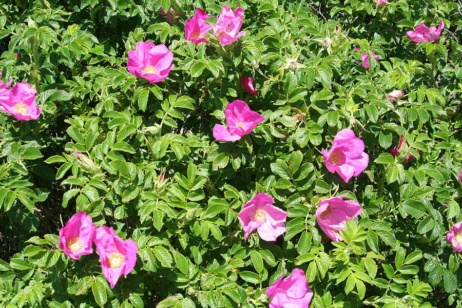 Cape Cod Roses Photograph by Wendy Munandi | Fine Art America