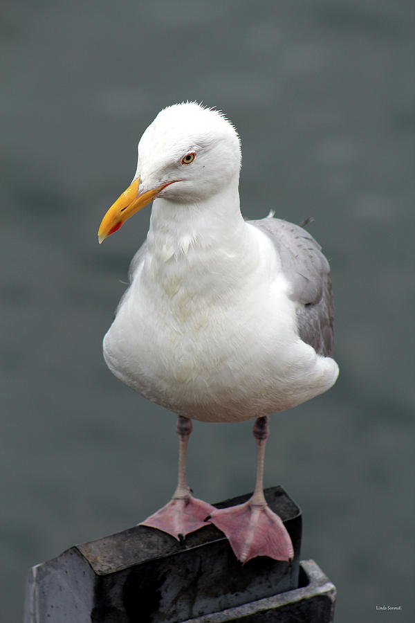 Cape Cod Seagull Photograph by Linda Sannuti