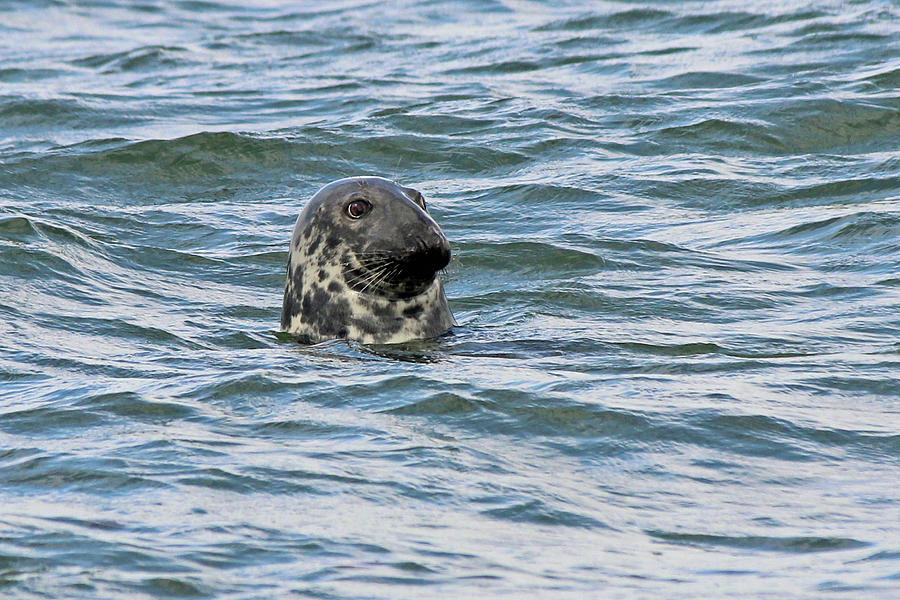 Cape Cod Seal Photograph by Sue Feldberg