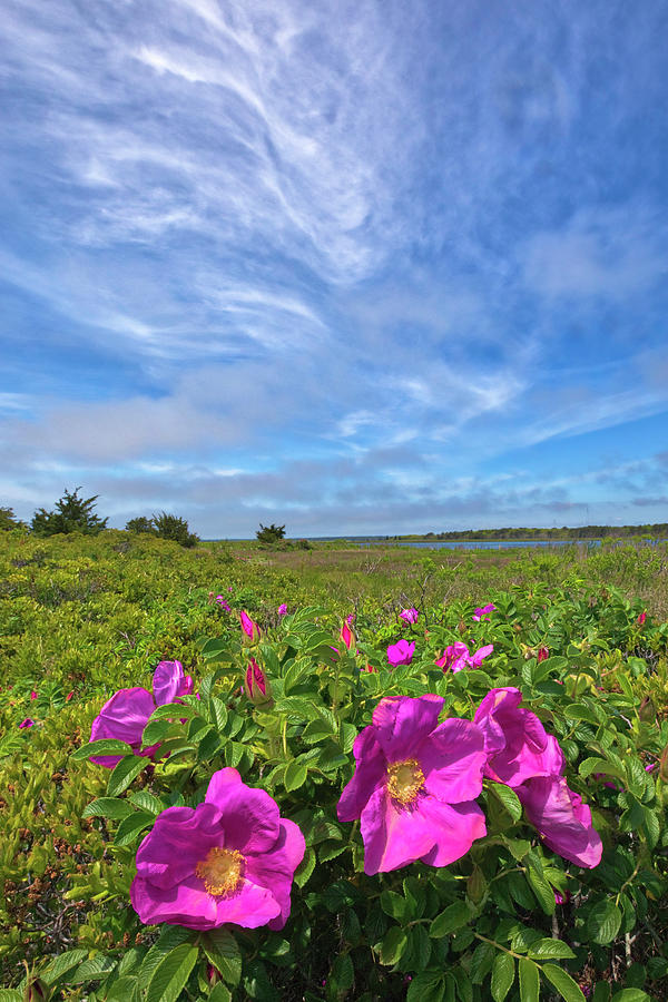 Cape Cod Wild Roses at the Mashpee National Wildlife Refuge Photograph by Juergen Roth