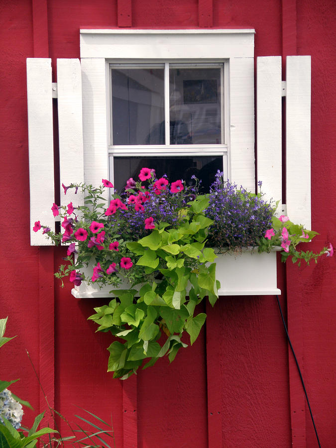 Flower Photograph - Cape Cod Window Box by Jean Hall