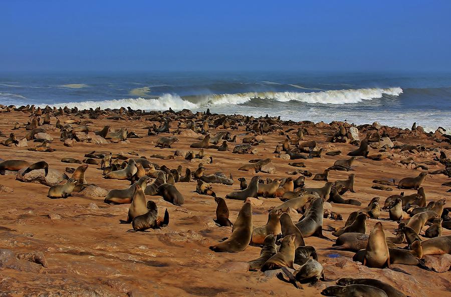 Cape Cross Fur Seal Colony Photograph