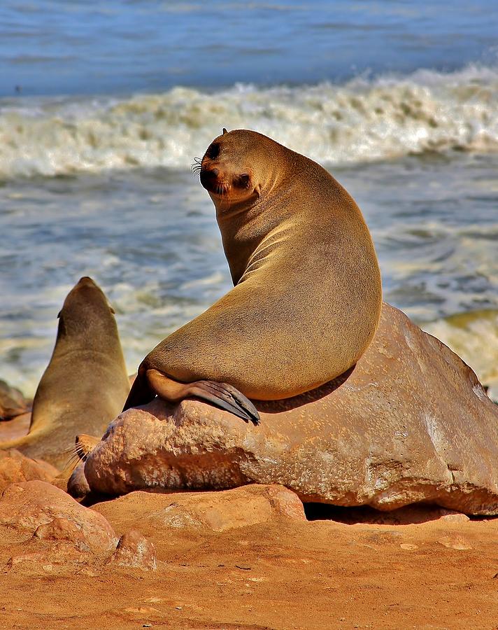Cape Cross Fur Seal Photograph