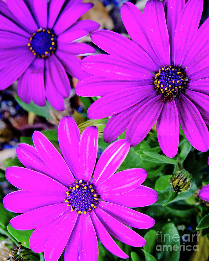 Cape Daisies Purple Osteospermum Garden Flowers In Bloom Photograph