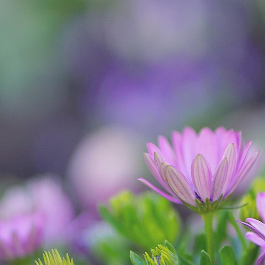 Nature Photograph - Cape Daisy. #flower #flowerstyle by Sungi Verhaar