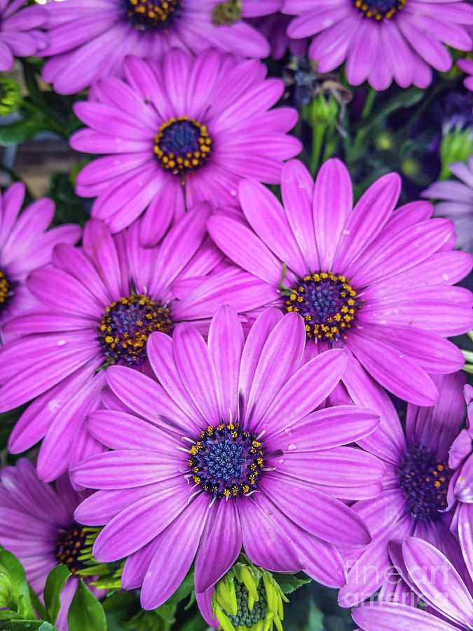 Cape Daisys - Purple Photograph by Tony Baca