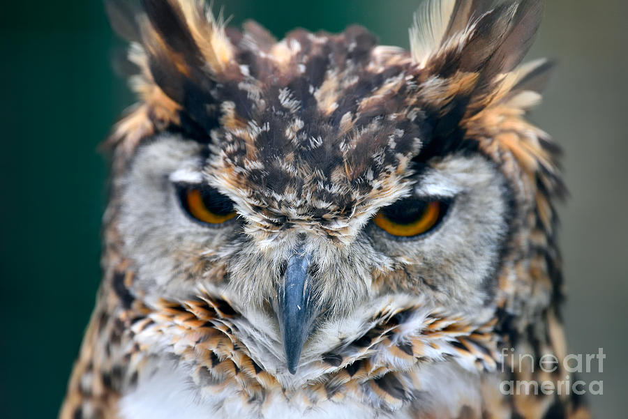 Owl Photograph - Cape Eagle Owl by George Atsametakis