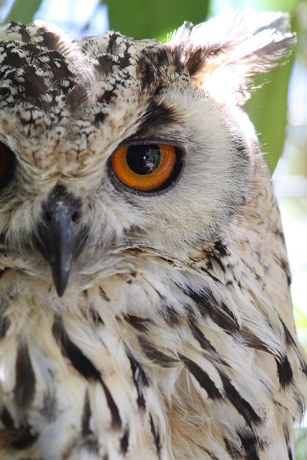 Cape Eagle-owl Photograph by Shelly OBrien - Fine Art America