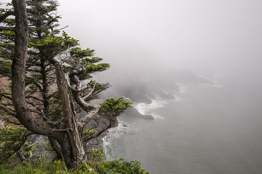 Cape Falcon Fog Photograph by Robert Potts