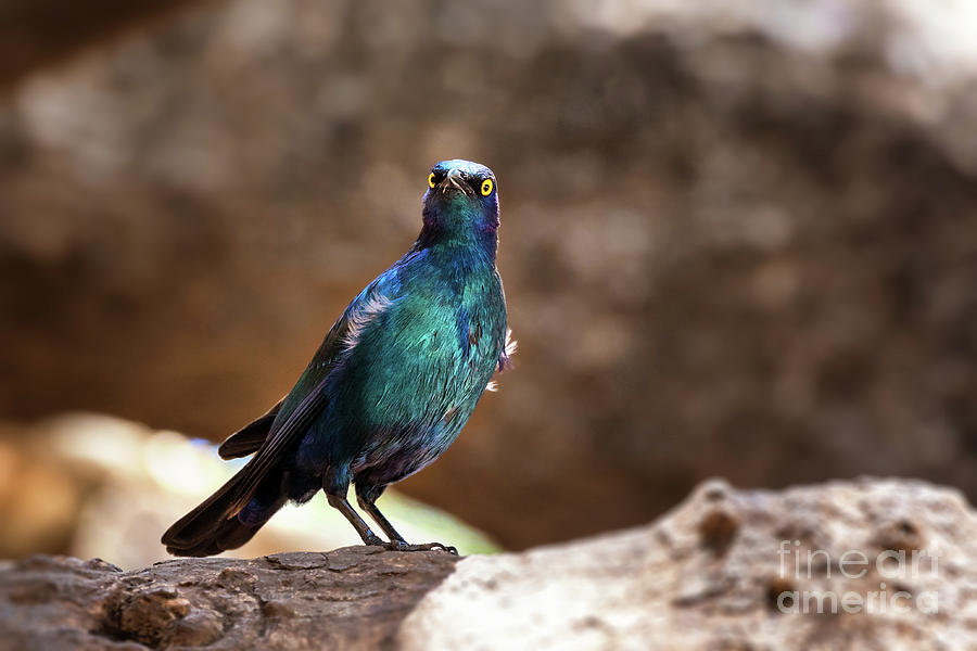Cape glossy starling Photograph by Jane Rix