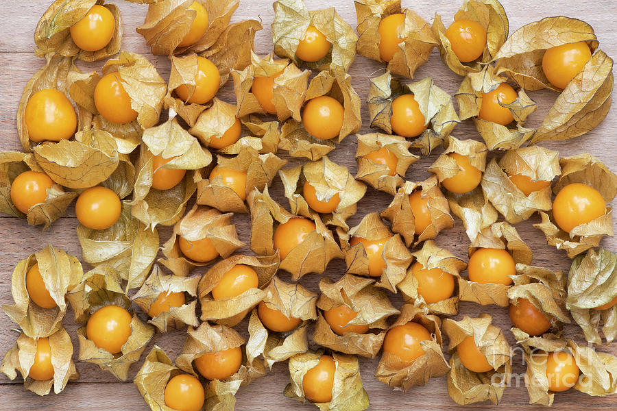 Cape Gooseberry Fruit Photograph by Tim Gainey