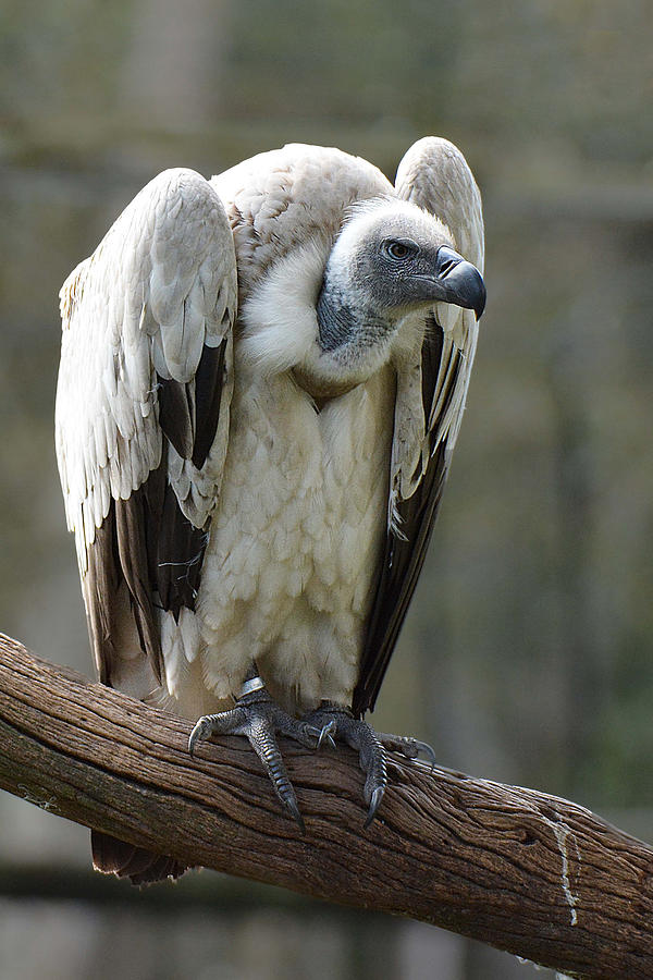 Cape Griffon Vulture Photograph by Alan Lenk