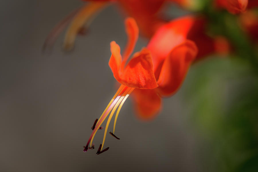 Spring Photograph - Cape Honeysuckle Macro by Debra Martz
