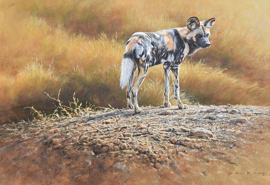 Cape Hunting Dog Painting by Alan M Hunt