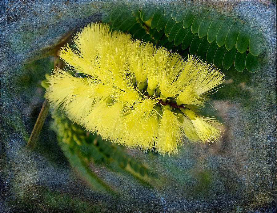 Flower Photograph - Cape Leeuwin Wattle by Heather Thorning