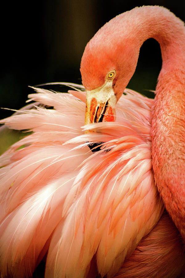Cape May Flamingo Photograph by Don Johnson