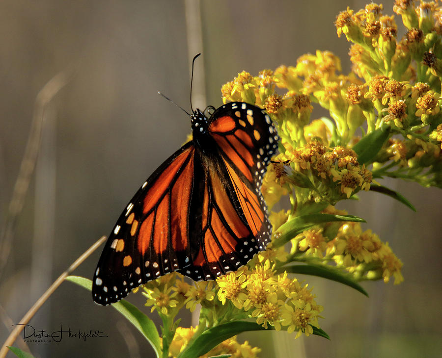Cape May Monarch Photograph by Dustin Huckfeldt Fine Art America