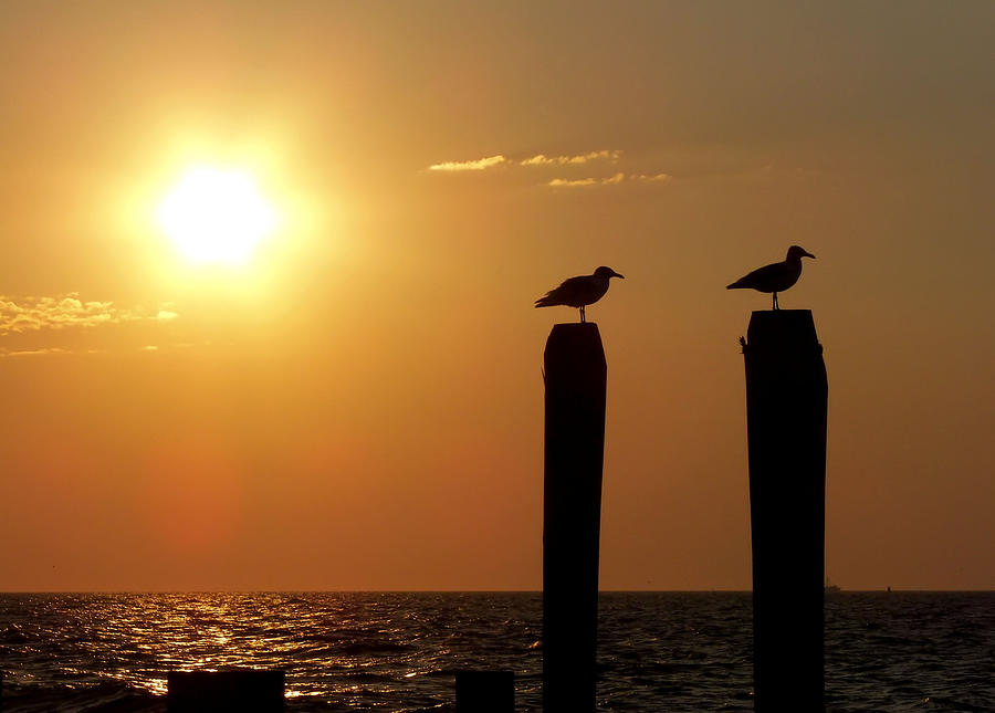 Seagull Photograph - Cape May Morning by JAMART Photography