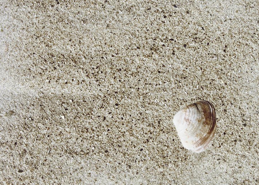 Cape May Sand And Shell Photograph by JAMART Photography