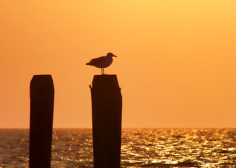 Seagull Perch Silhouette Photograph by JAMART Photography
