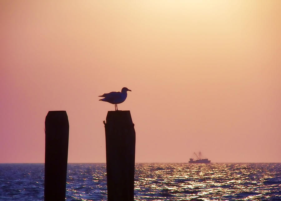 Seagull Perch View Photograph by JAMART Photography