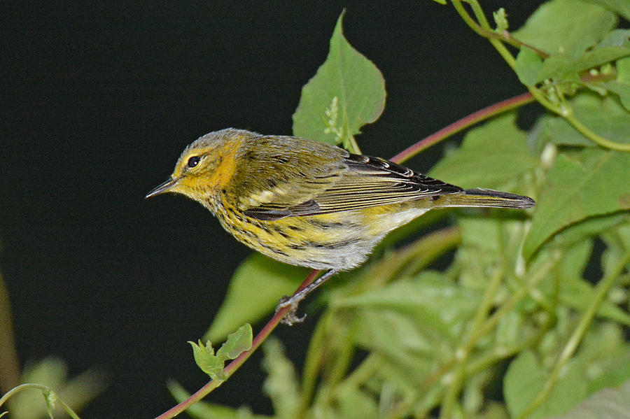 Cape May Warbler Photograph by Alan Lenk