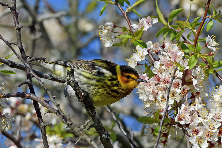 Cape May Warbler In Blossoms Photograph